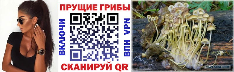 Галлюциногенные грибы Psilocybine cubensis Лермонтов
